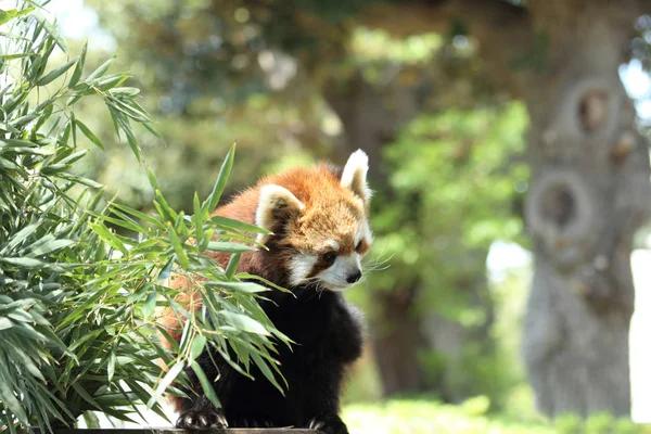 Panda rosso (panda minore ) — Foto Stock