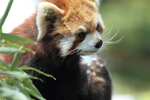 Panda rosso (panda minore ) — Foto Stock