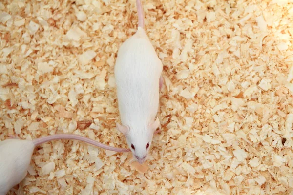 Pequeno mouse casa branca — Fotografia de Stock