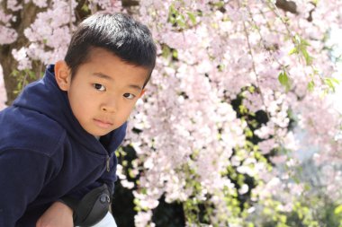 Japon çocuk ve kiraz çiçekleri (ikinci sınıf ilköğretim okulunda)