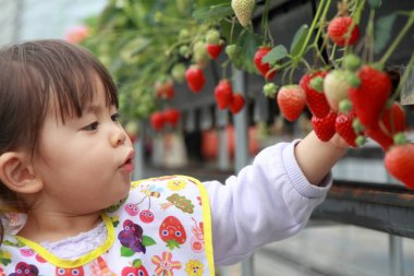 Japon kız çilek (2 yaşında toplama)