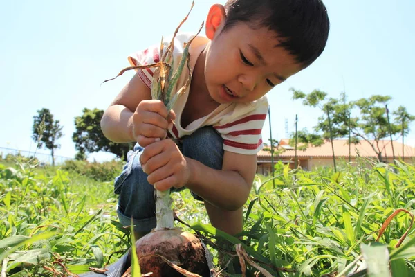 Japonês menino cavando cebola (4 anos ) — Fotografia de Stock