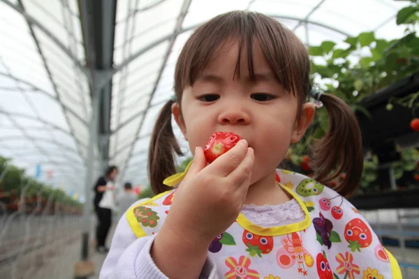 Japon kız çilek (2 yaşında toplama) — Stok fotoğraf