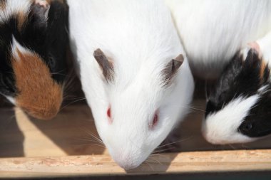 küçük ve şirin bir sıçan