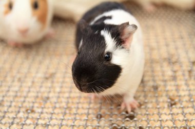 küçük ve şirin bir sıçan