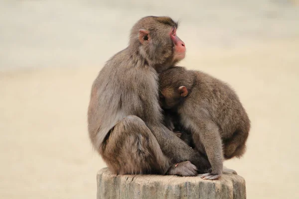 Scimmie giapponesi selvagge che si abbracciano a Beppu, Oita, Giappone — Foto Stock