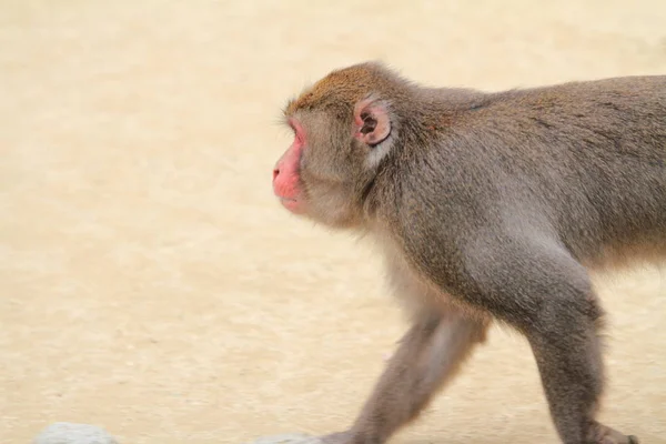 Scimmia selvatica giapponese a Beppu, Oita, Giappone — Foto Stock