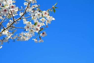 mavi gökyüzünün altında kiraz çiçekleri