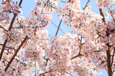 mavi gökyüzünün altında kiraz çiçekleri