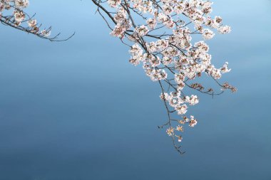 kiraz çiçekleri ve yüzey Ooka Nehri, Yokohama, Japonya