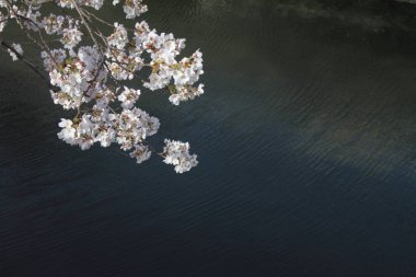 kiraz çiçekleri ve yüzey Ooka Nehri, Yokohama, Japonya