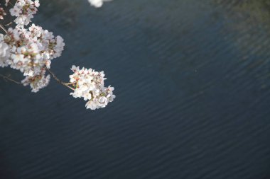 kiraz çiçekleri ve yüzey Ooka Nehri, Yokohama, Japonya