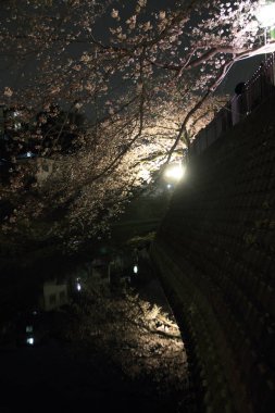 Ooka Nehri, Yokohama, Japonya akşam kiraz ağaçları 