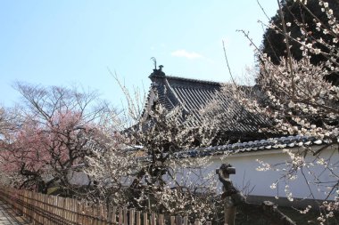 Erik grove Kodokan, Mito, Ibaraki, Japonya