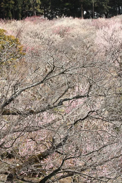 Pruimenboomgaarden in Kairaku en, Mito, Japan — Stockfoto