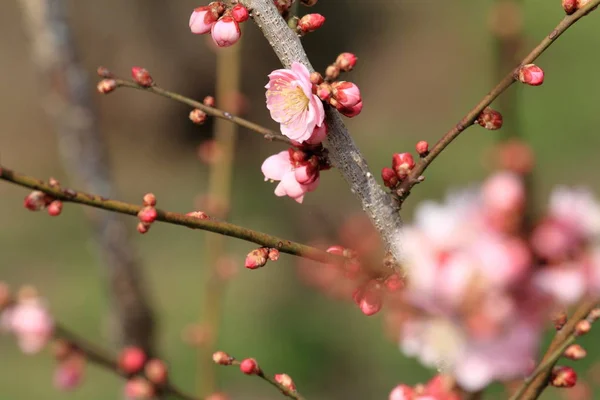 Pflaumenblüten in kairaku en, mito, japan — Stockfoto