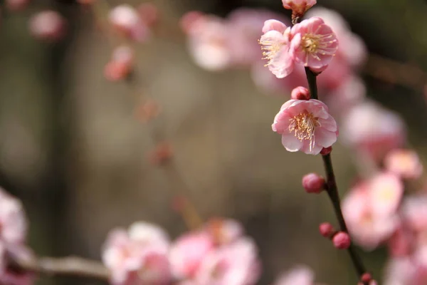 Plum blossoms in Kairaku en, Mito, Japan — Stock Photo, Image
