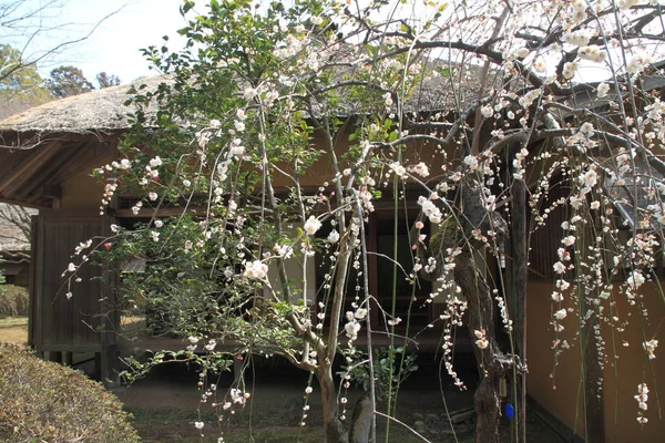 Δαμάσκηνο άνθη και Kobuntei στο Kairaku en, Mito, Ιαπωνία — Φωτογραφία Αρχείου