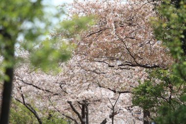 mavi gökyüzünün altında kiraz çiçekleri