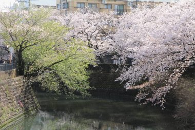 satır kiraz çiçeği ağaçların Ooka Nehri, Yokohama, Japonya