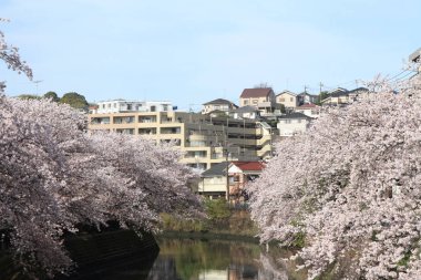 satır kiraz çiçeği ağaçların Ooka Nehri, Yokohama, Japonya