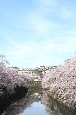 satır kiraz çiçeği ağaçların Ooka Nehri, Yokohama, Japonya