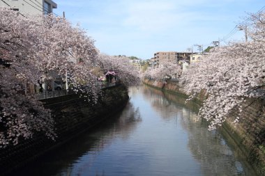 satır kiraz çiçeği ağaçların Ooka Nehri, Yokohama, Japonya