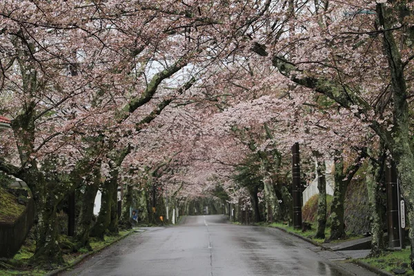 Tunel kwitnącej wiśni w Izu highland, Shizuoka, Japonia (deszczowe) — Zdjęcie stockowe