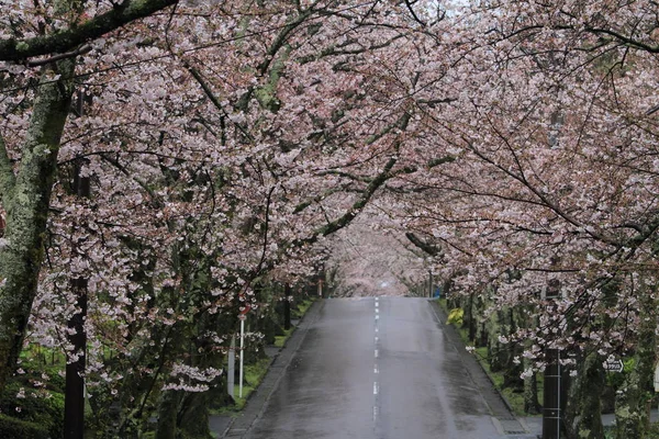 Izu highland, Shizuoka, Japonya (yağmurlu kiraz çiçekleri tüneli) — Stok fotoğraf