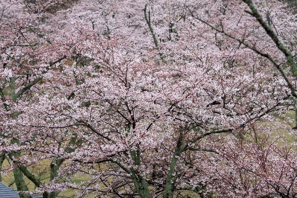 Kirschblüten in Sakura no sato, Izu, Shizuoka, Japan (regnerisch)) — Stockfoto