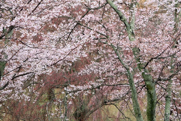 Κερασιάς σε Sakura δεν sato, Ίζου, Σιζουόκα, Ιαπωνία (βροχερών) — Φωτογραφία Αρχείου