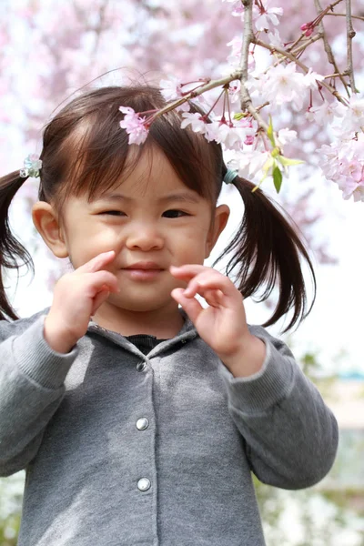 Japon kız ve kiraz çiçekleri (2 yaşında) — Stok fotoğraf