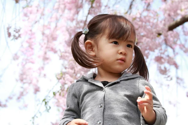 Japon kız ve kiraz çiçekleri (2 yaşında) — Stok fotoğraf