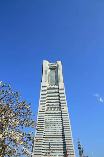 神奈川県横浜ランドマーク タワーと桜の花 — ストック写真