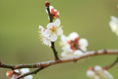 Erik çiçekleri Kairaku tr, Mito, Japonya