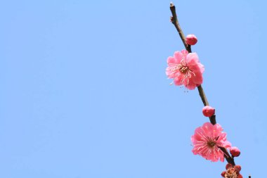 Erik çiçekleri Kairaku tr, Mito, Japonya