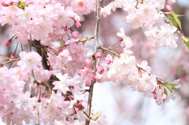mavi gökyüzünün altında kiraz çiçekleri