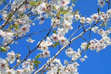 mavi gökyüzünün altında kiraz çiçekleri