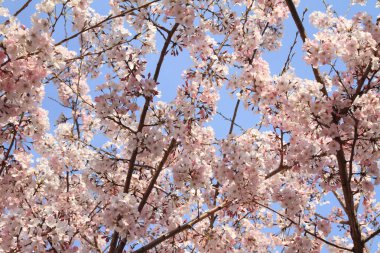 mavi gökyüzünün altında kiraz çiçekleri