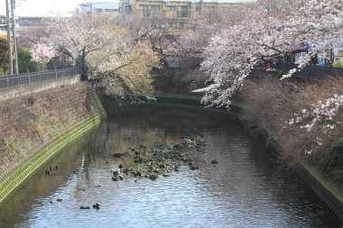 satır kiraz çiçeği ağaçların Ooka Nehri, Yokohama, Japonya
