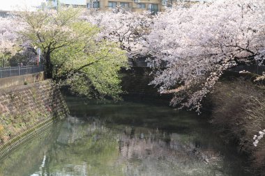 satır kiraz çiçeği ağaçların Ooka Nehri, Yokohama, Japonya