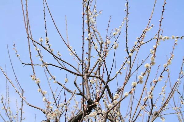 Flores de ameixa em Kairaku en, Mito, Japão — Fotografia de Stock