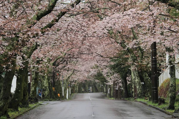 Tunel kwitnącej wiśni w Izu highland, Shizuoka, Japonia (deszczowe) — Zdjęcie stockowe