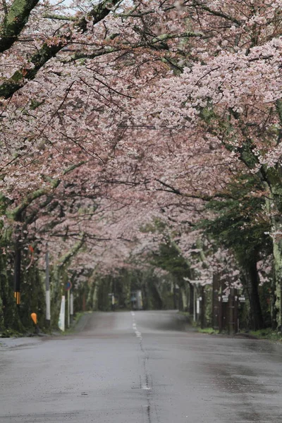 Tunnel mit Kirschblüten im Izu-Hochland, Shizuoka, Japan (regnerisch)) — Stockfoto