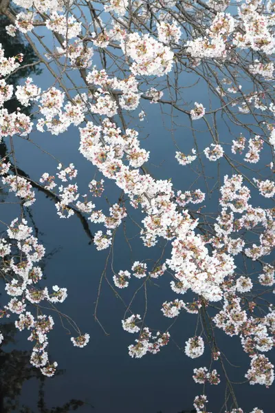 Les fleurs de cerisier et la surface de la rivière Ooka, Yokohama, Japon — Photo