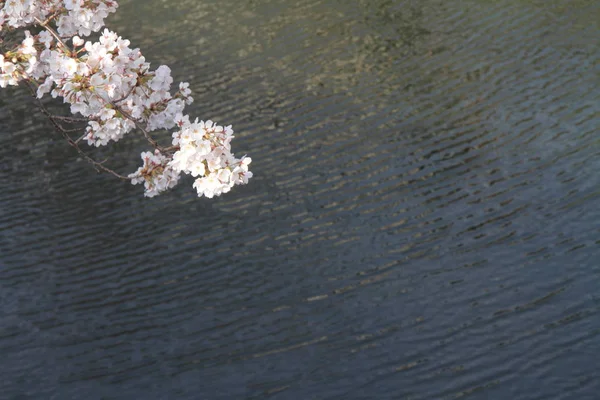 kiraz çiçekleri ve yüzey Ooka Nehri, Yokohama, Japonya