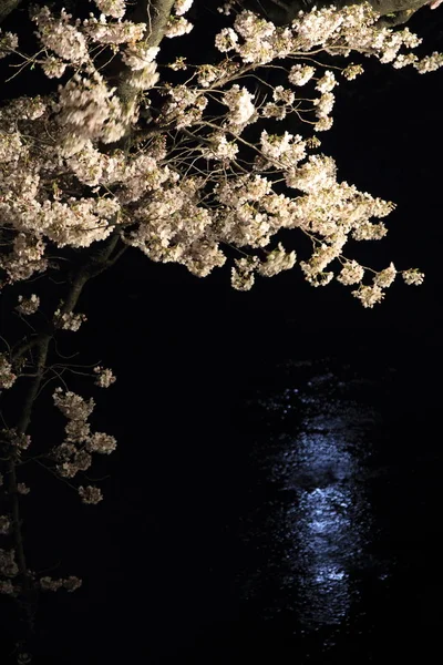 Cerezos a lo largo del río Ooka, Yokohama, Japón por la noche —  Fotos de Stock