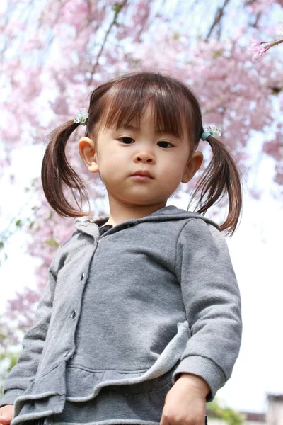 Menina japonesa e flores de cereja (2 anos ) — Fotografia de Stock