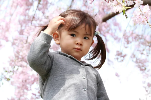 Японская девушка и цветы сакуры (2 года) ) — стоковое фото