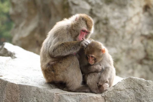 Governare le scimmie giapponesi selvagge a Beppu, Oita, Giappone — Foto Stock